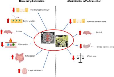 Next-Generation Probiotic Therapy to Protect the Intestines From Injury